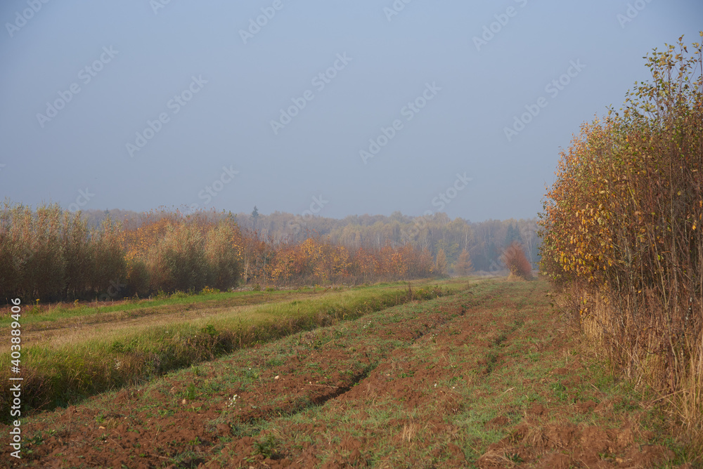 Fototapeta premium Dirt road in the fields, going into the forest.