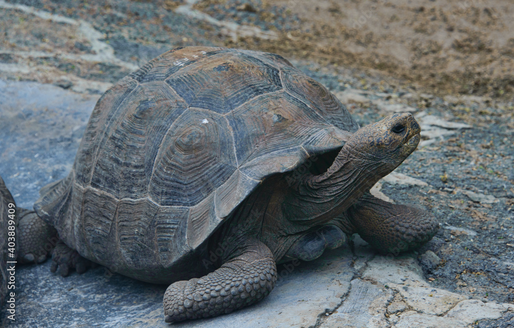Galapagos giant tortoise (Chelonoidis nigra), Isla Isabela, Galapagos Islands, Ecuador