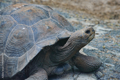 Galapagos giant tortoise (Chelonoidis nigra), Isla Isabela, Galapagos Islands, Ecuador