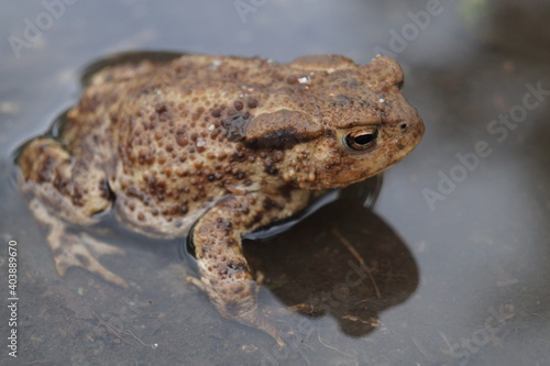 Frog in a puddle