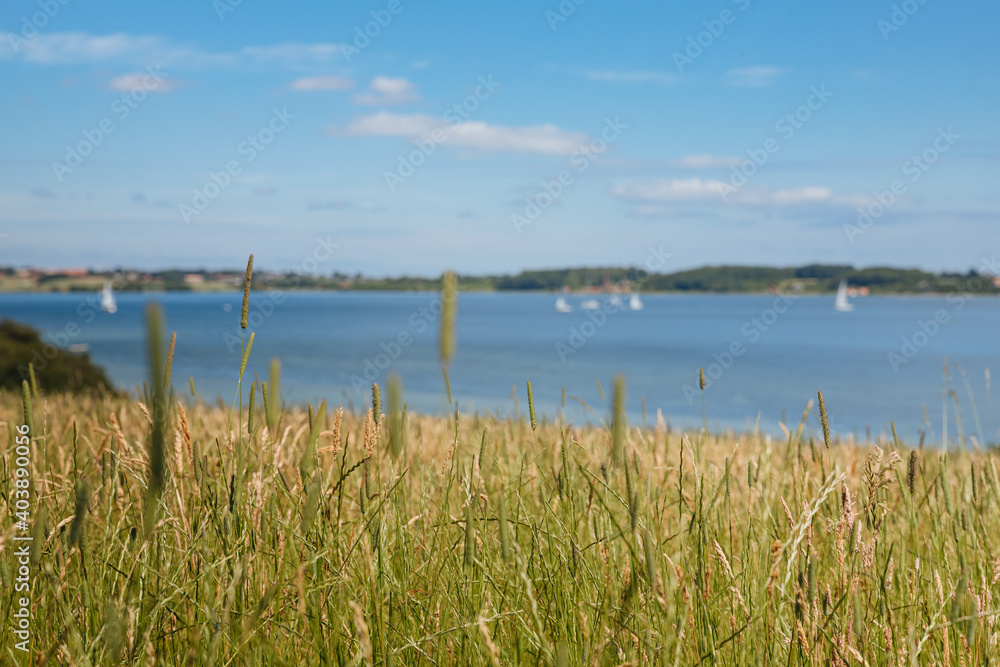 Green meadow next to a lake with blue sky and sailboats