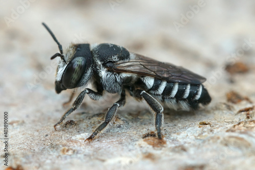 A small black and white leafcutter bee , Megachile apicalis, from Souther France