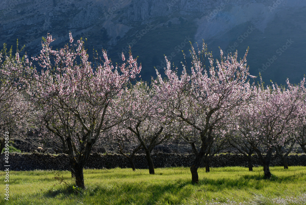 blooming almond blossom on tree in spring