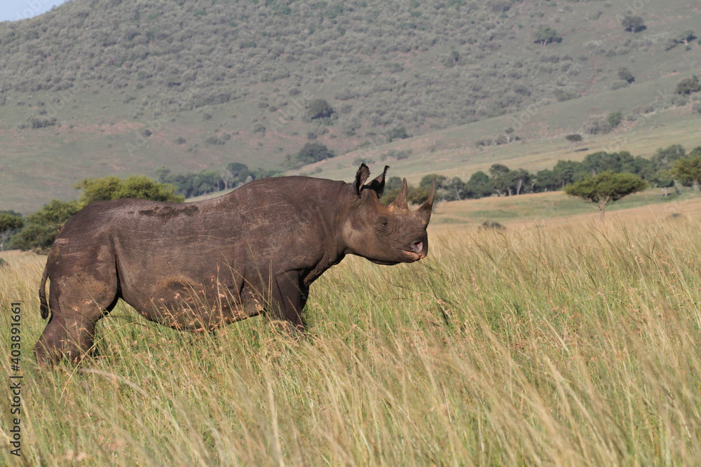 Fototapeta premium Rhino in the grass