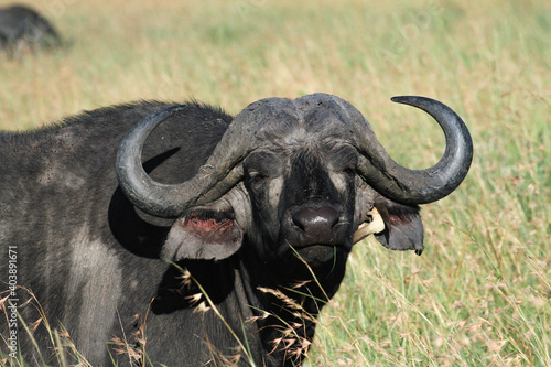 Cape buffalo portrait