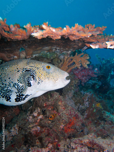 Bluespotted Puffer fish (Arothron caeruleopunctatus) under a table coral photo
