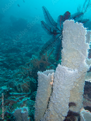 Underwater world. Blue tubular sea sponge : Callyspongia aerizusa.  photo