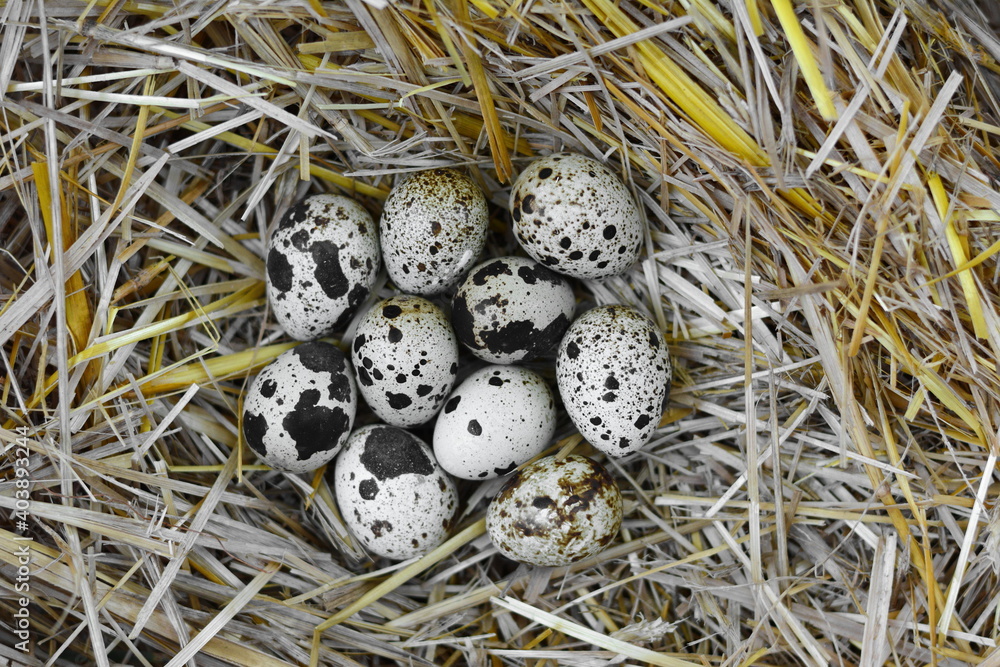 Quail eggs in a straw nest Quail eggs in a straw nest