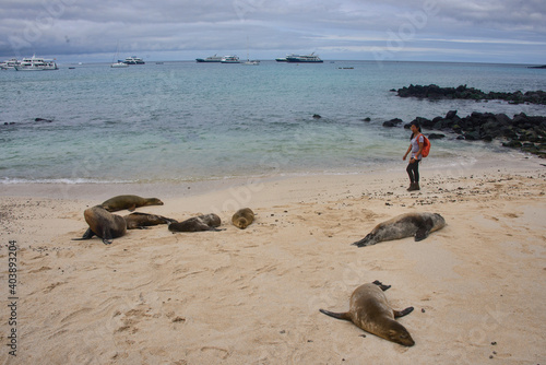 Sea lions playing, La Loberia, Isla San Cristobal, Galapagos Islands, Ecuador