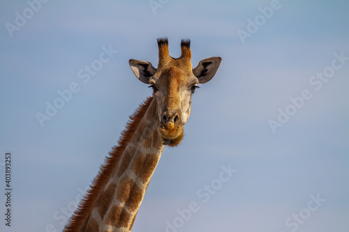 Curious giraffe © Wayne