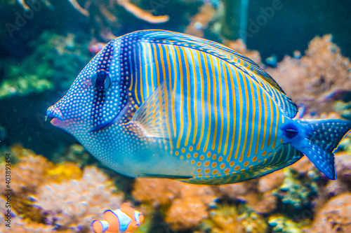 Acanthurus coeruleus - blue saltwater fish