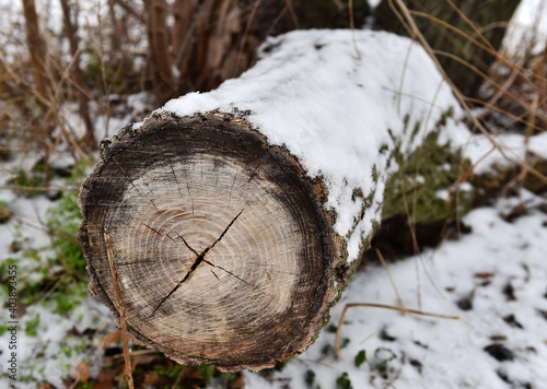 tronco de arbol con nieve