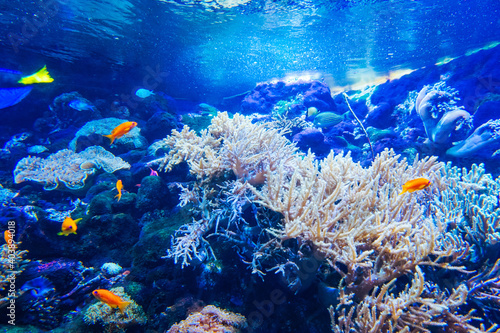 Fototapeta Naklejka Na Ścianę i Meble -  Coral reef, fish - saltwater aquarium