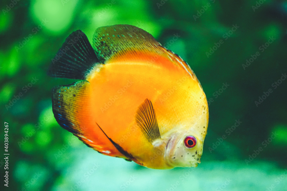 Obraz premium Orange discus fish - side view