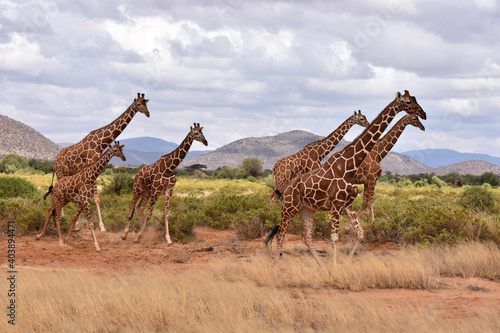 Reticulated giraffe in Samburu National Reserve, Kenya