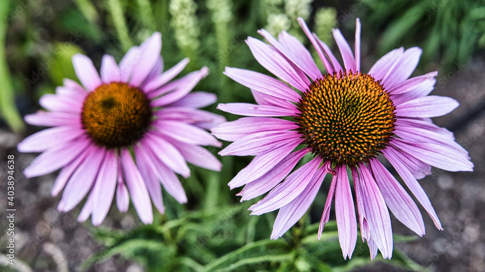 Cosmos Blüte