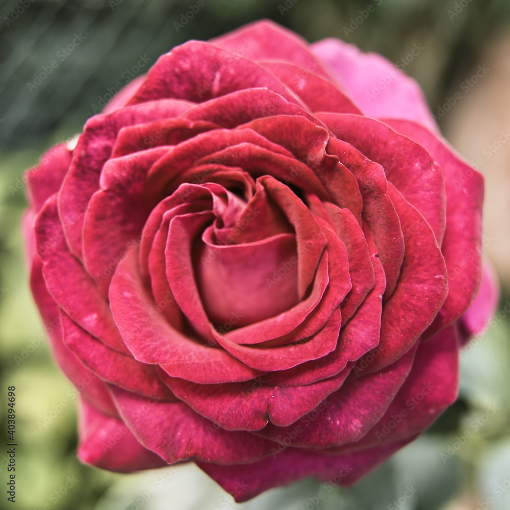 Rote Rose