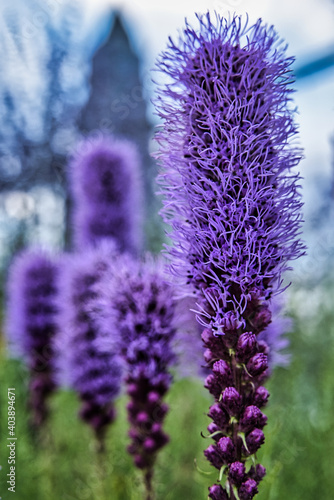 Lavendel