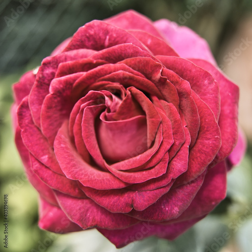 Obraz na płótnie Rote Rose w salonie