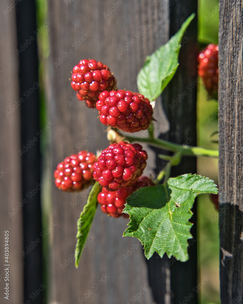 Rote Brombeeren