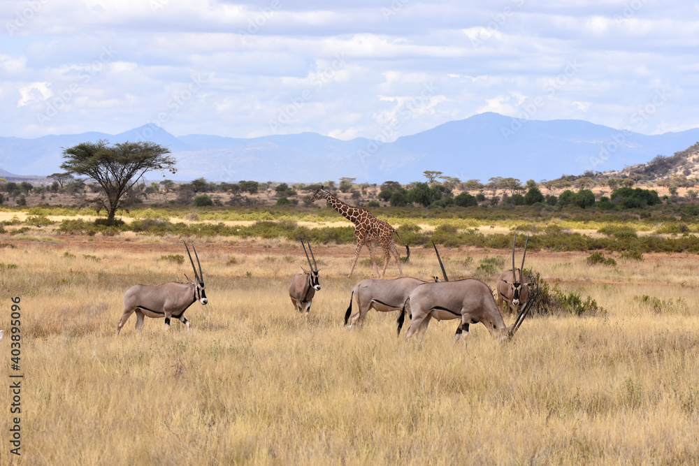 Fototapeta premium View of Samburu National Reserve, Kenya