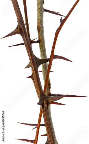 tree branch with thorns isolated on white background, clipping path