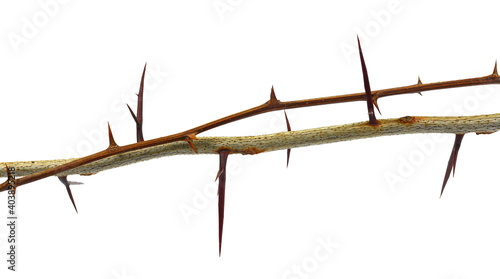 Acacia tree branch with thorns isolated on white background, clipping path © Sanja