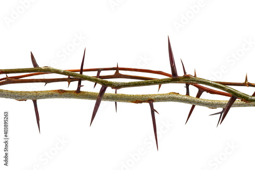 tree branch with thorns isolated on white background, clipping path
