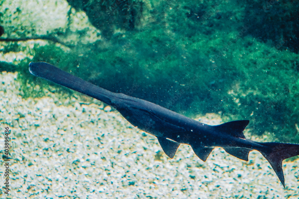 Fototapeta premium Saw fish - with long nose