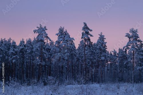 Beautiful winter forest landscape backdrop during colorful sunset with copy space on the clear pink sky