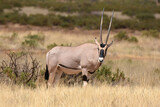 Oryx in Samburu National Reserve, Kenya