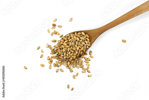 wheat grains in a wooden spoon isolated on white background. 