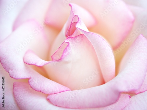 Pink petals of rose flower with macro image ,wedding card and valentines day ,sweet romantic card design , soft flora fresh flower