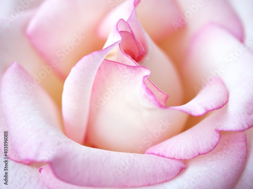 Pink petals of rose flower with macro image ,wedding card and valentines day ,sweet romantic card design , soft flora fresh flower