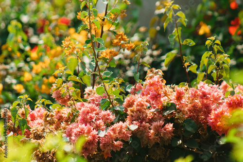 pink and orange flowers