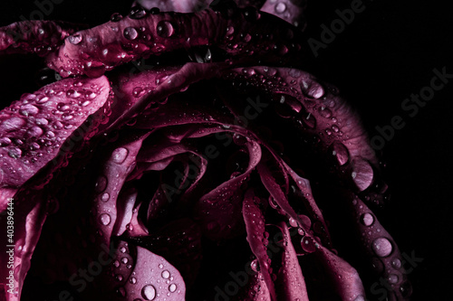 Wet rose in darkness