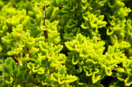 Plants1