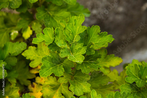 Plants1