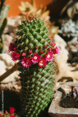 Cactus Flowers