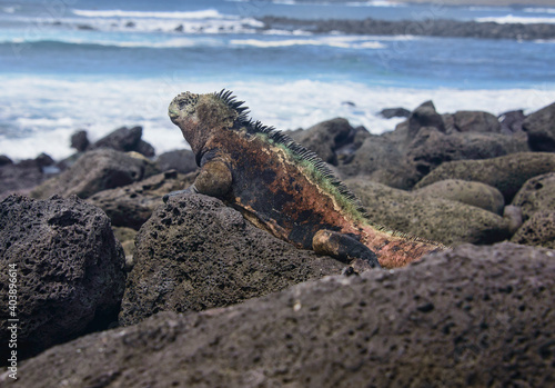 Colorful marine iguana (Amblyrhynchus cristatus), Isla San Cristobal, Galapagos Islands, Ecuador