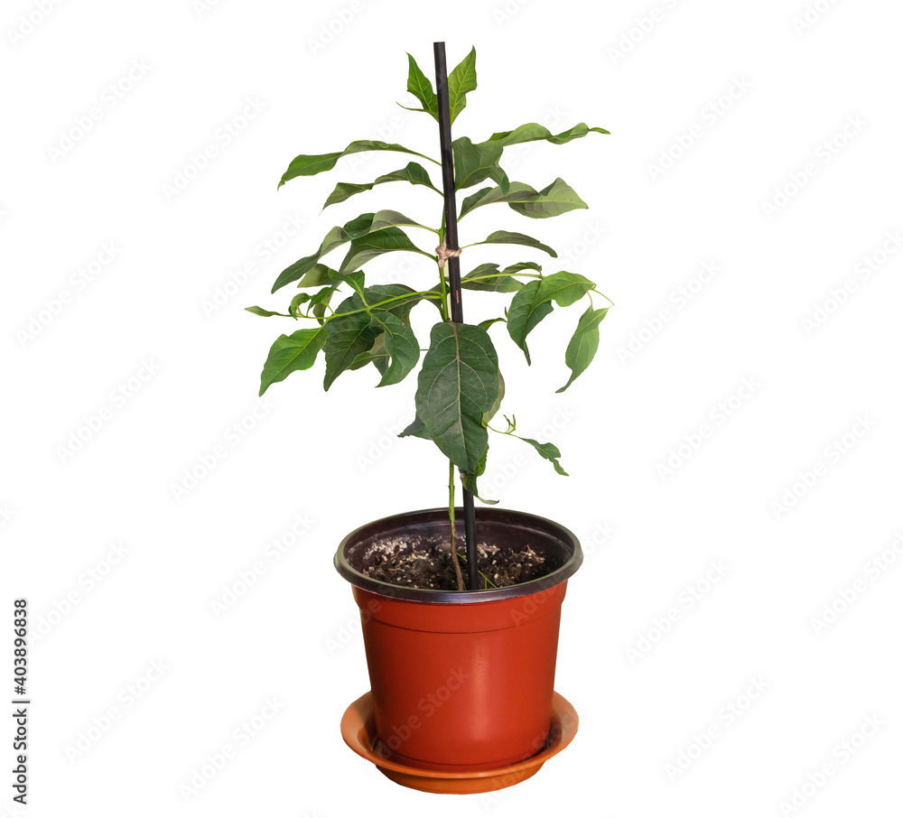 Small potted eucalyptus tree isolated on white background. How to grow eucalyptus at home concept Small potted eucalyptus tree isolated on white background. How to grow eucalyptus at home concept