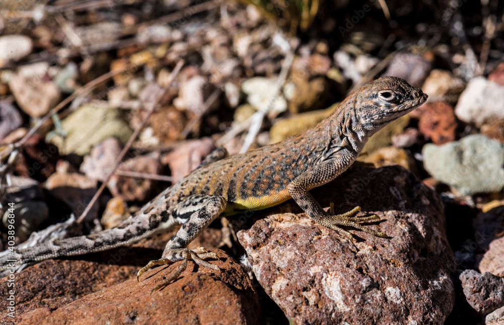 Lizzard in the Big Bend National Park, Texas Lizzard in the Big Bend National Park, Texas