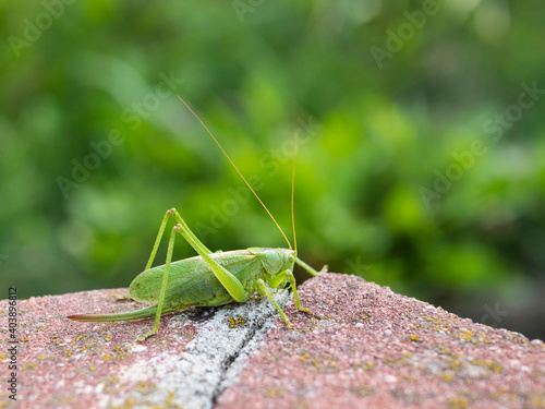 Green grasshopper in the wild, close up