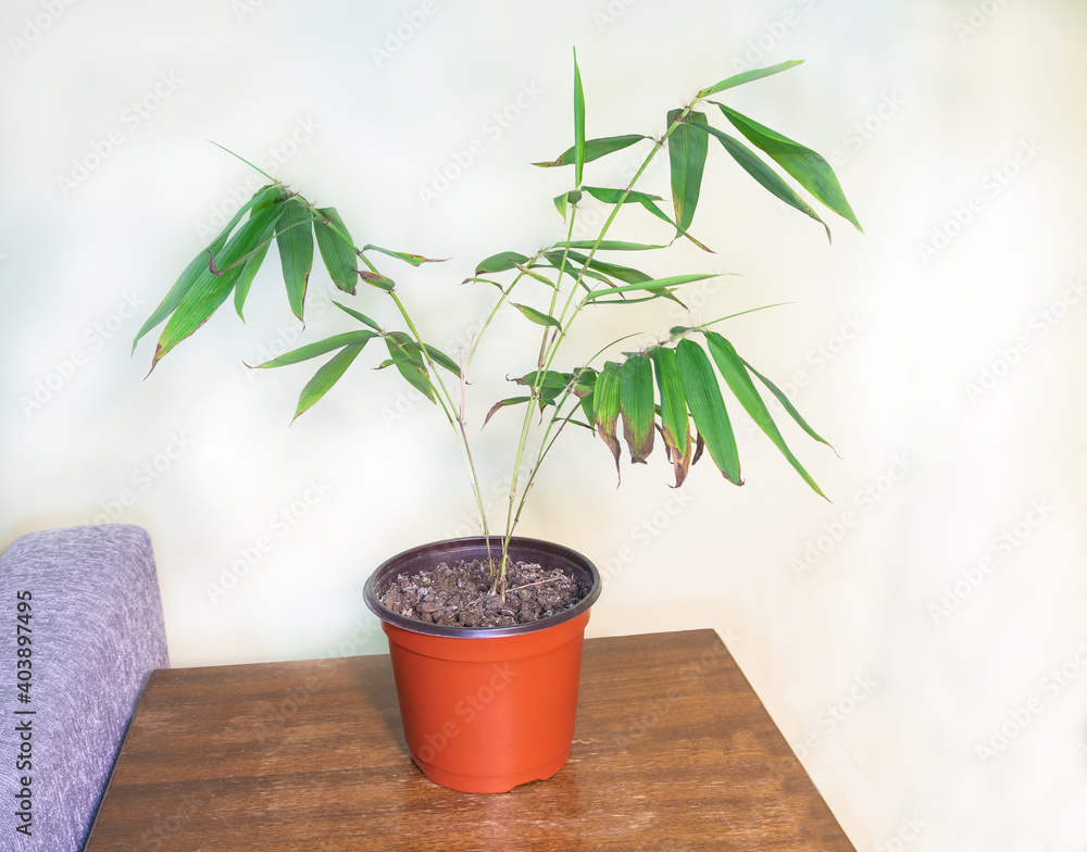 Mosso Bamboo - Phyllostachys edulis in the pot inside. Growing Bamboo at home