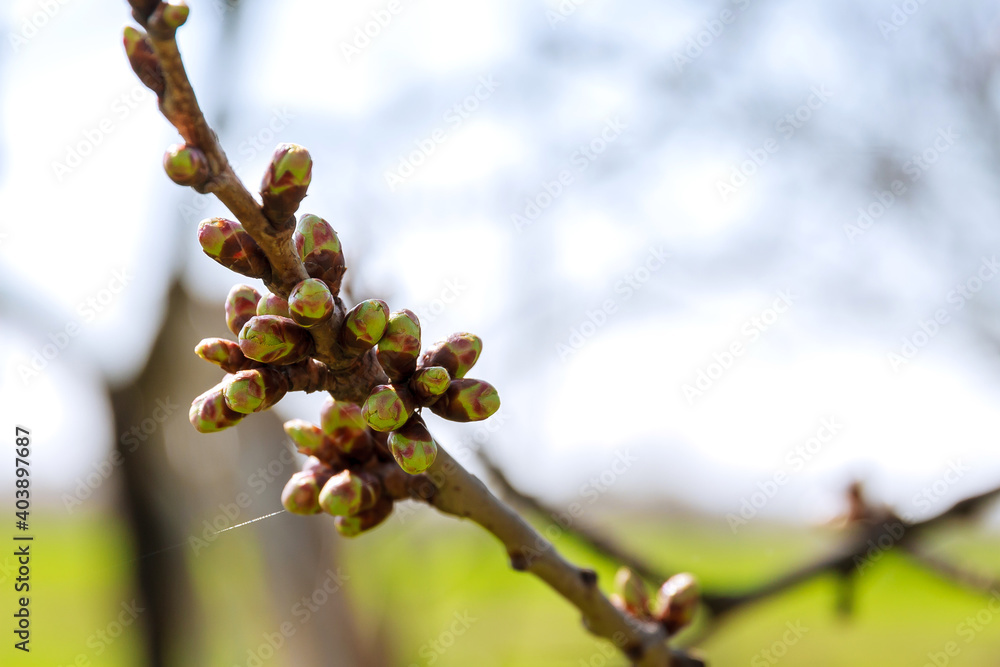 Spring. The branches of a young tree are blooming. Buds. Spring. The branches of a young tree are blooming. Buds.