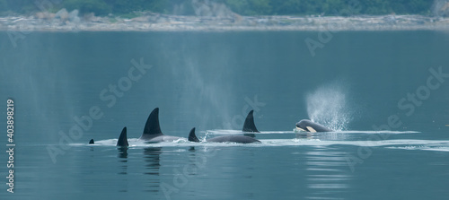 Orca Family near Juneau, Alaska