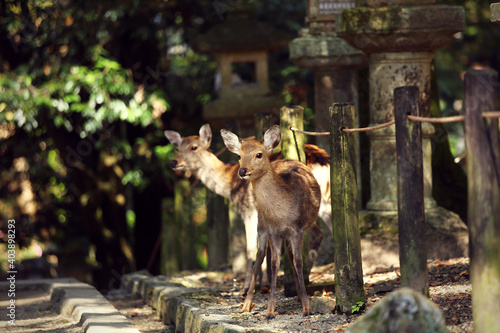 Japanese Cute Deer
