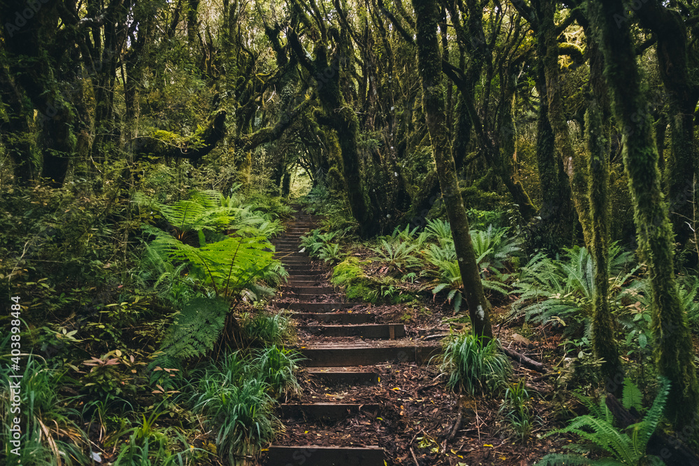 Wooden boardwalk into an eerie rainforest on the way to Mount Taranaki ...