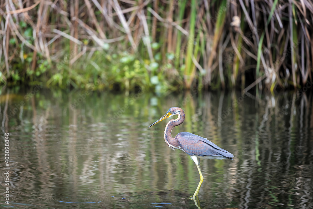 Wading Great Blue Heron Wading Great Blue Heron
