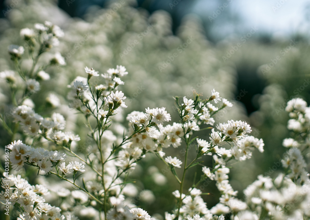 White flowers field on a sunny day